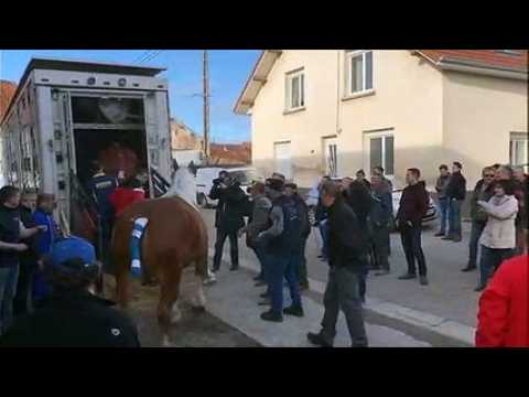 Vercel-Villedieu-le-Camp : 11 chevaux comtois partent le salon de l’agriculture à Paris