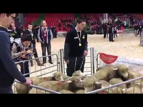Salon de l'agriculture : les Ovinpiades avec les Franc-Comtois