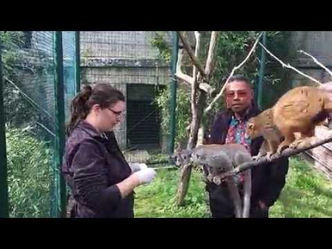 La Citadelle de Besançon soutient les lémuriens de Madagascar