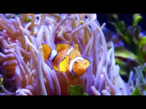 Découvrez la vie secrète du museum-aquarium de Nancy