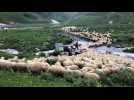 G&eacute;orgie : des moutons dans les montagnes - Label : L'Est Républicain - Category : News