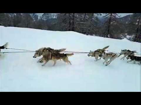 Initiation au la conduite des chiens de traîneau au Pays des Écrins