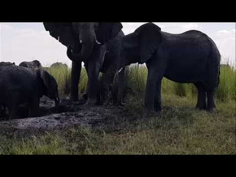 Tout près des éléphants du parc Chobe au Botswana