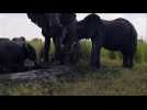 Tout près des éléphants du parc Chobe au Botswana