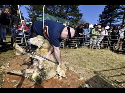 Après la transhumance, la tonte des moutons au plateau de Malzéville