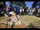 Après la transhumance, la tonte des moutons au plateau de Malzéville