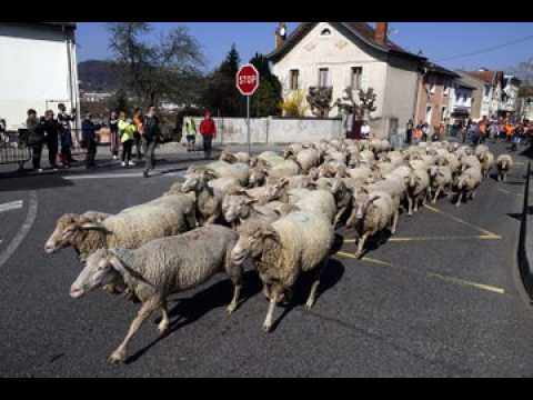 Malzéville : la transhumance a commencé et a investi les rues de la commune