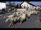 Malzéville : la transhumance a commencé et a investi les rues de la commune
