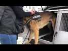 Bar-le-Duc : une opération antistups avec l’aide d'un Malinois de 6 ans, Ghost