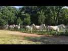 Slovénie : la mise au pré des chevaux lipizzans au haras de Lipica