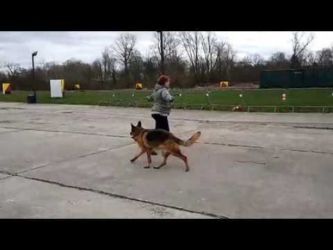 Séance d'entraînement au "dog dancing" au club cynophile de Dommartin-lès-Toul