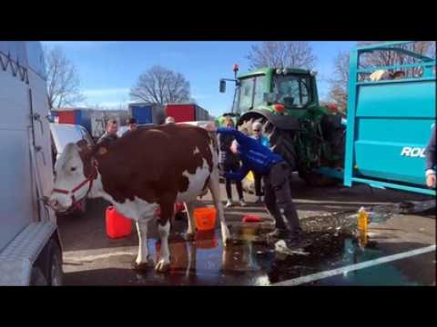 Vercel-Villedieu-le-Camp : direction le Salon de l'agriculture pour treize Montbéliardes