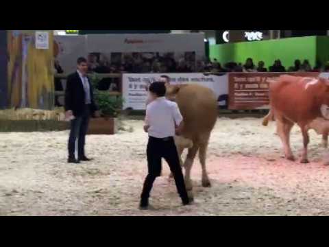 Salon de l'agriculture 2019 : une vache franc-comtoise participe au concours général agricole de la race Simmental