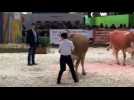 Salon de l'agriculture 2019 : une vache franc-comtoise participe au concours général agricole de la race Simmental
