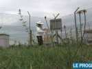Des abeilles anti-pollution à l'aéroport de Lyon-Bron