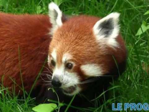 Le zoo de Lyon accueille un panda roux