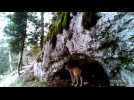 Il filme deux lynx dans le Haut-Doubs