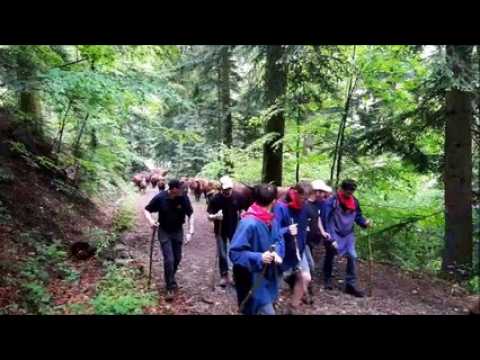 Ballon d'Alsace : la transhumance des vaches, en compagnie d'un millier de marcheurs
