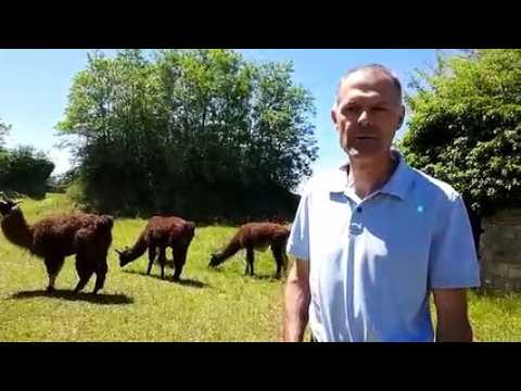 Ecopaturage par 4 lamas au fort de la miotte de Belfort