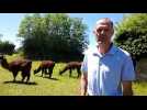 Ecopaturage par 4 lamas au fort de la miotte de Belfort