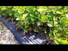 Revigny-sur-Ornain. La cueillette des fraises en pleine forme
