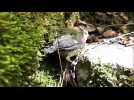 Haut-Doubs : l&rsquo;oisillon essaie de prendre son envol - Label : L'Est Républicain - Category : Animaux