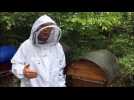 Un mois de mai meurtrier pour les abeilles