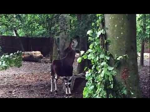 Deux nouveaux okapis au zoo de Mulhouse
