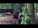 Deux nouveaux okapis au zoo de Mulhouse