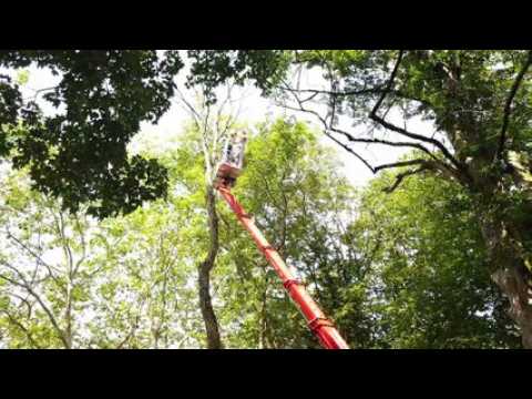 Découpe d arbres morts près du kiosque aux Bosquets à Lunéville