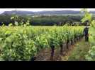 Portrait  de J&eacute;r&ocirc;me Arnoux  caviste vinicole &agrave; Arbois - Label : L'Est Républicain - Category : News