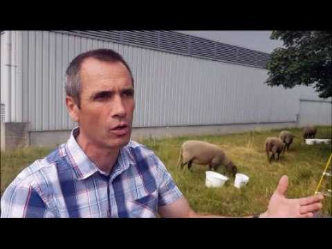 Fabien Vieille-Mecet, technicien travaux énergie chez Préval, parle de l’arrivée des moutons dans l'enceinte de la déchetterie