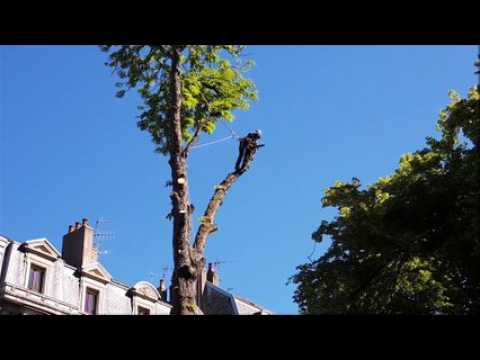 Abattage d'un marronnier malade place Granvelle à Besançon