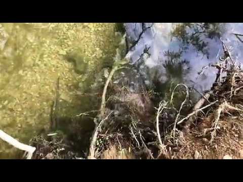 Besançon : accouplement des silures dans le Doubs