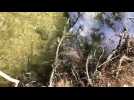 Besan&ccedil;on : accouplement des silures dans le Doubs - Label : L'Est Républicain - Category : News