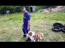 Meurthe-et-Moselle  : dix chiens en piste pour devenir sauveteurs - Label : L'Est Républicain - Category : News