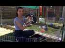 Morre : Alysson Petitjean et ses lapins sauteurs d&rsquo;obstacles - Label : L'Est Républicain - Category : News