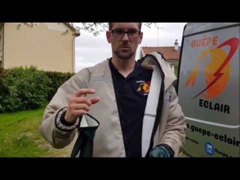 Lorraine : guêpes et frelons les conseil de Robin Cochennec, exterminateur.