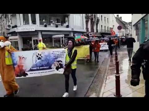 Vesoul : 180 personnes défilent dans les rues de Vesoul contre l'extension de l'élevage de visons d'Amérique de Montarlot-lès-Rioz