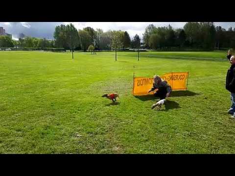 Course de lévriers au parc de la Douce à Belfort