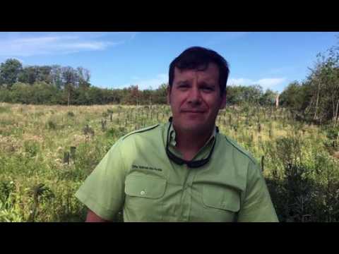 La lutte contre le stress hydrique des forêts communales a commencé avec les îlots d’avenir