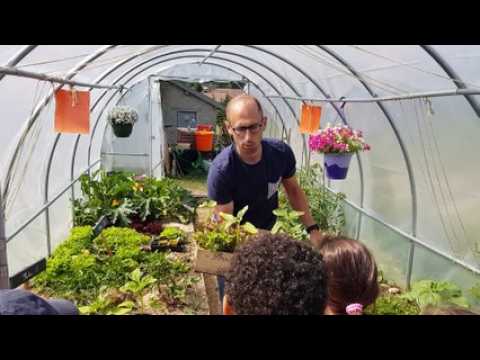 Comment planter et cultiver des salades ?