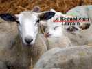 Nouveau virus dans les élevages en Moselle et Meurthe-et-Moselle : les autorités veulent rassurer