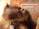 Zoo d'Amnéville : la naissance exceptionnelle de "Dwi" l'orang-outang
