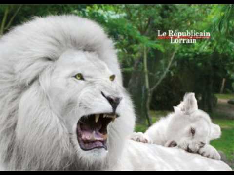 Lions blancs et mini-ferme au zoo d'Amnéville : la diversité du monde animal