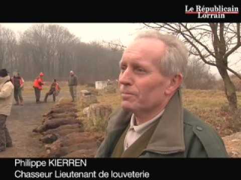 Chasse aux sangliers en Meurthe-et-Moselle