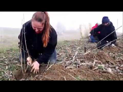 A Helfrantzkirch, 150 mètres de haies plantées pour soutenir la biodiversité