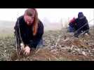 A Helfrantzkirch, 150 m&egrave;tres de haies plant&eacute;es pour soutenir la biodiversit&eacute; - Label : Les Dernières Nouvelles d'Alsace - Category : News