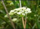Pourquoi cette fleur a disparu en France... sauf en Alsace - Label : Les Dernières Nouvelles d'Alsace - Category : News