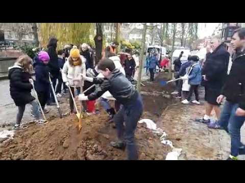Plantation d'arbres quai des Bateliers, à Strasbourg